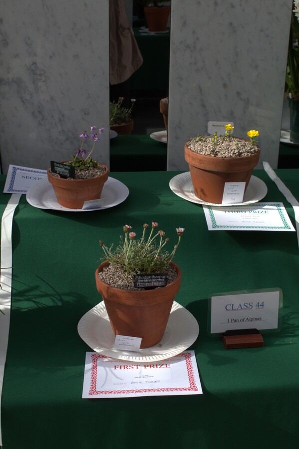 Spring Show 2026 1 pan of alpines